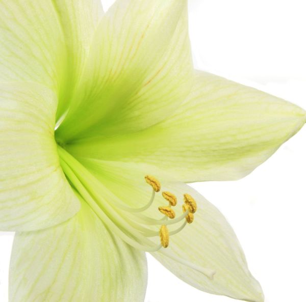 Amaryllis